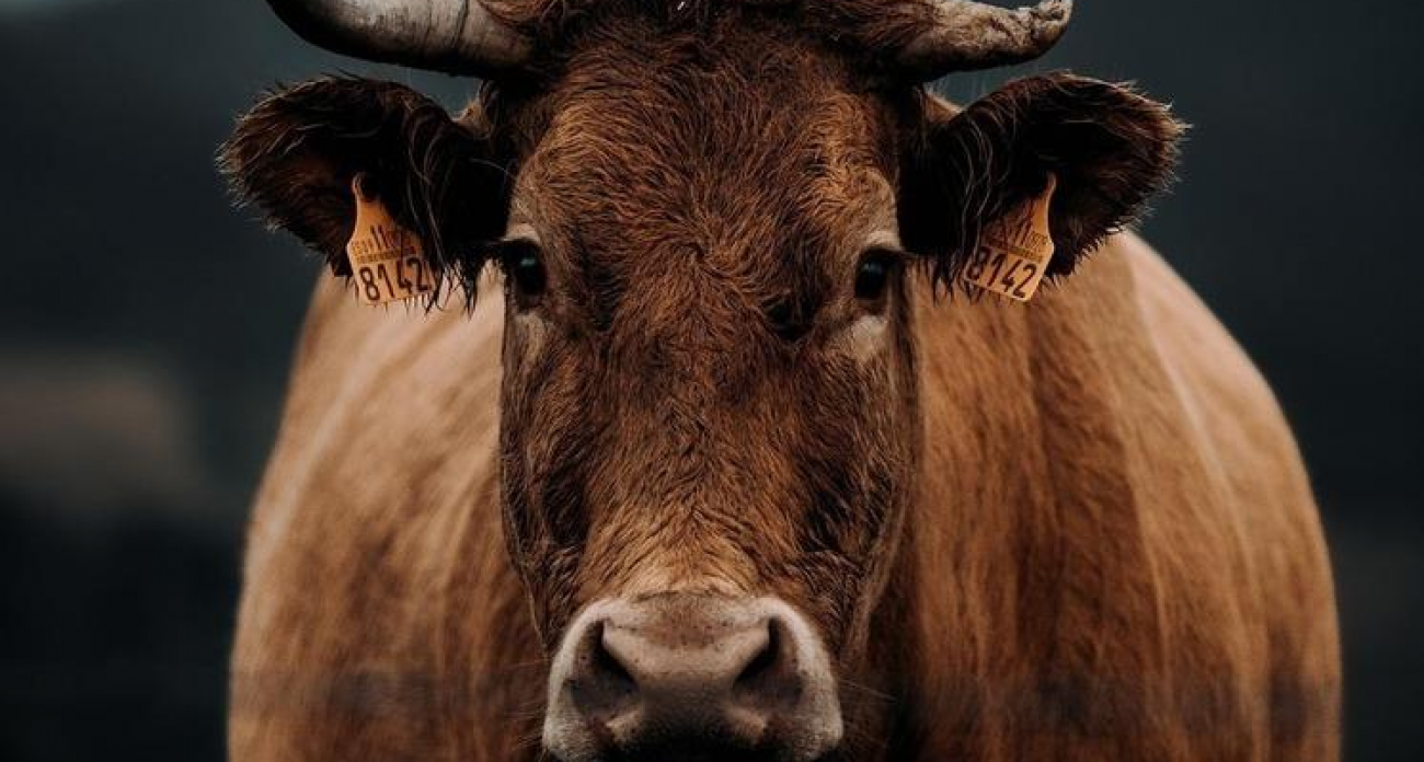 Башкирские фермеры на 6% увеличили закупки племенного скота